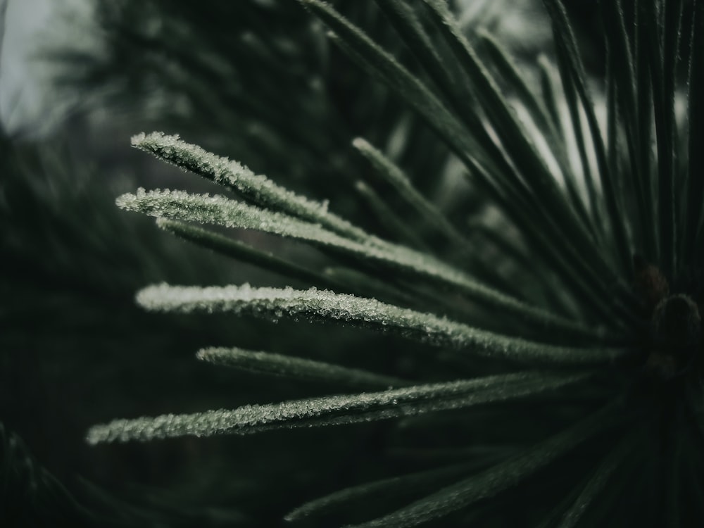 green plant in close up photography