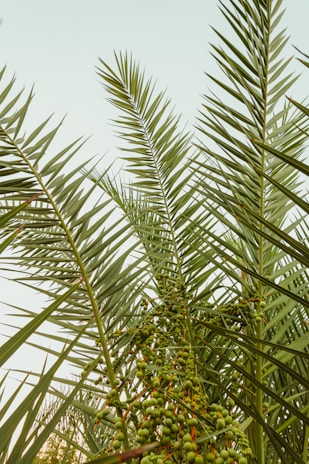 green palm tree under white sky during daytime