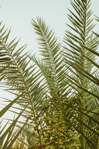 green palm tree under white sky during daytime