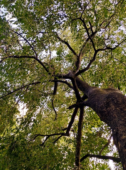 green tree with green leaves during daytime in Kulamavu India