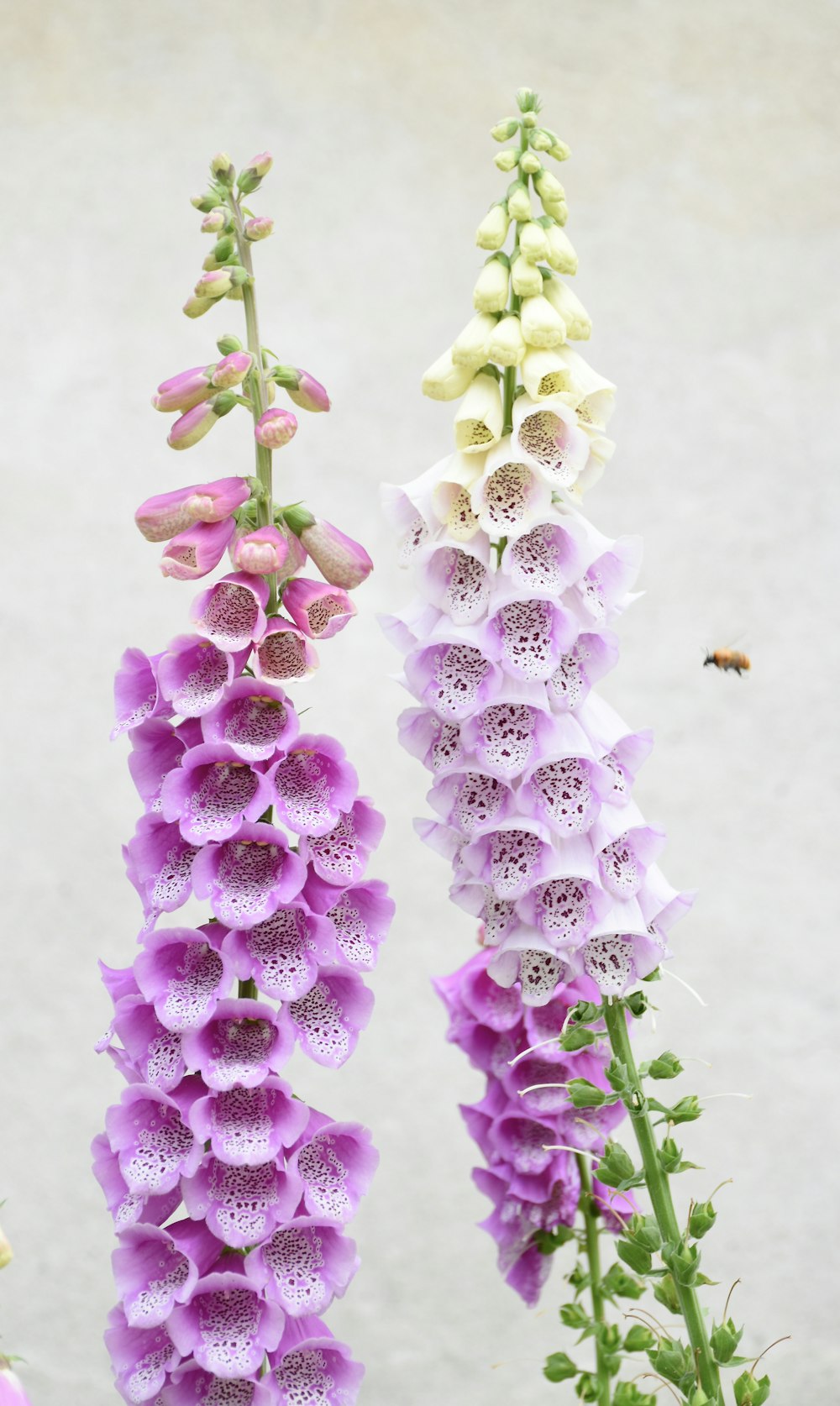 purple and white flower in close up photography