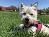 Playful dog showing off a bright pink dress with floral patterns in a park.