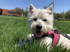 Playful dog showing off a bright pink dress with floral patterns in a park.