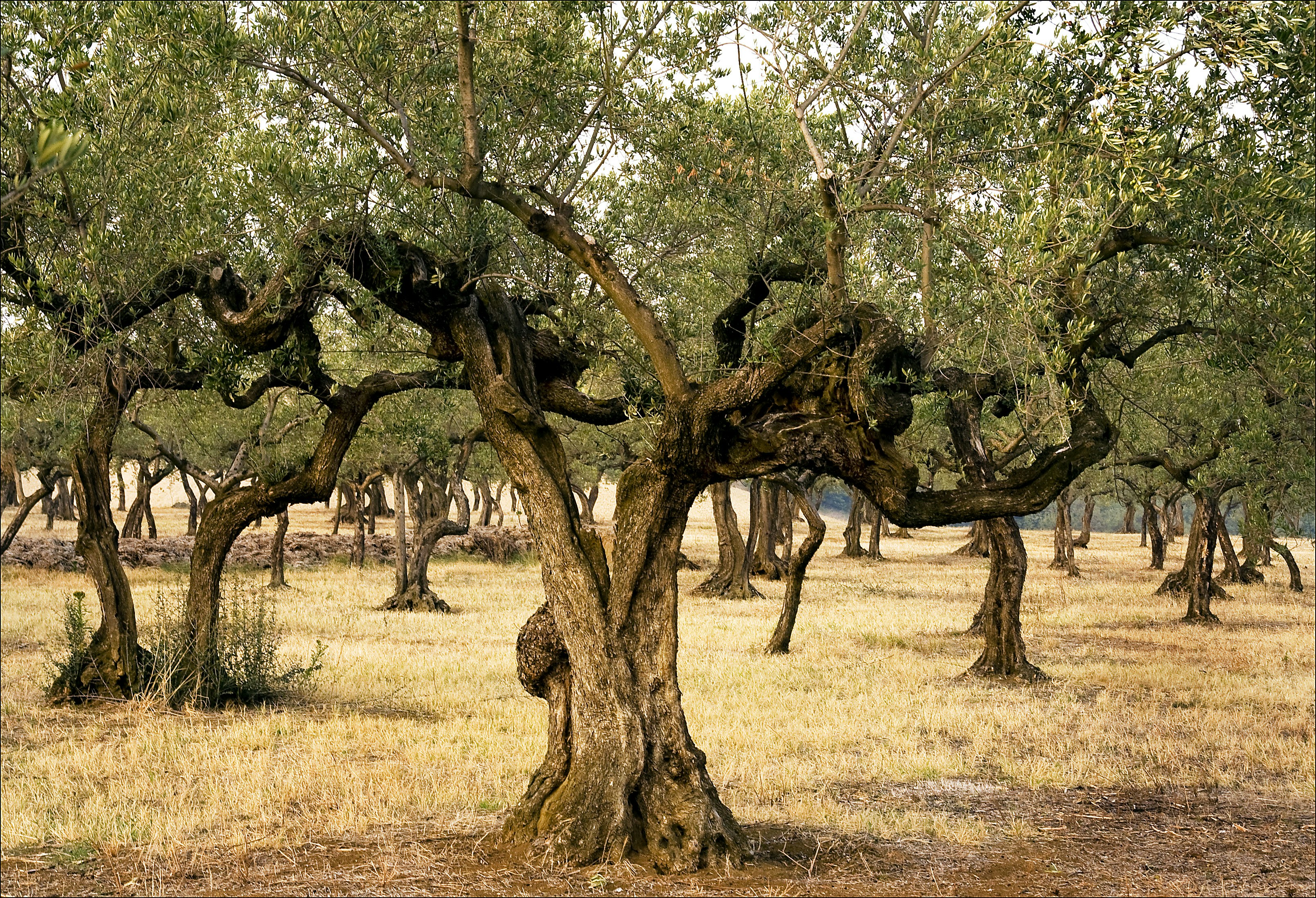 green trees on brown grass field during daytime, Olive trees at Agriturismo Le Magnolie