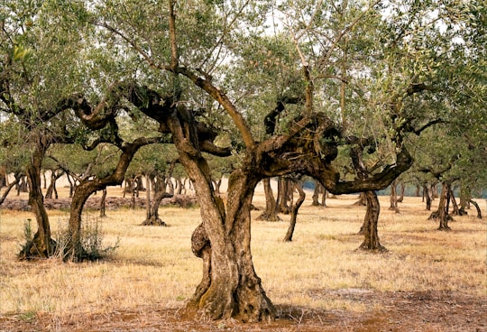 green trees on brown grass field during daytime in Abruzzo Italy