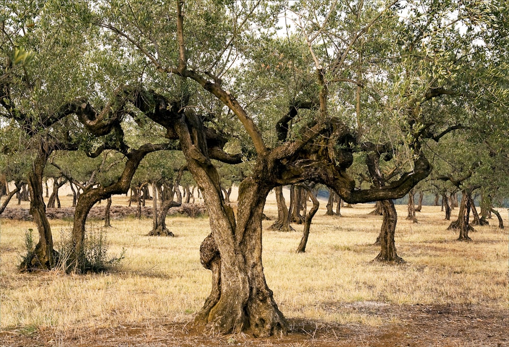 green trees on brown grass field during daytime