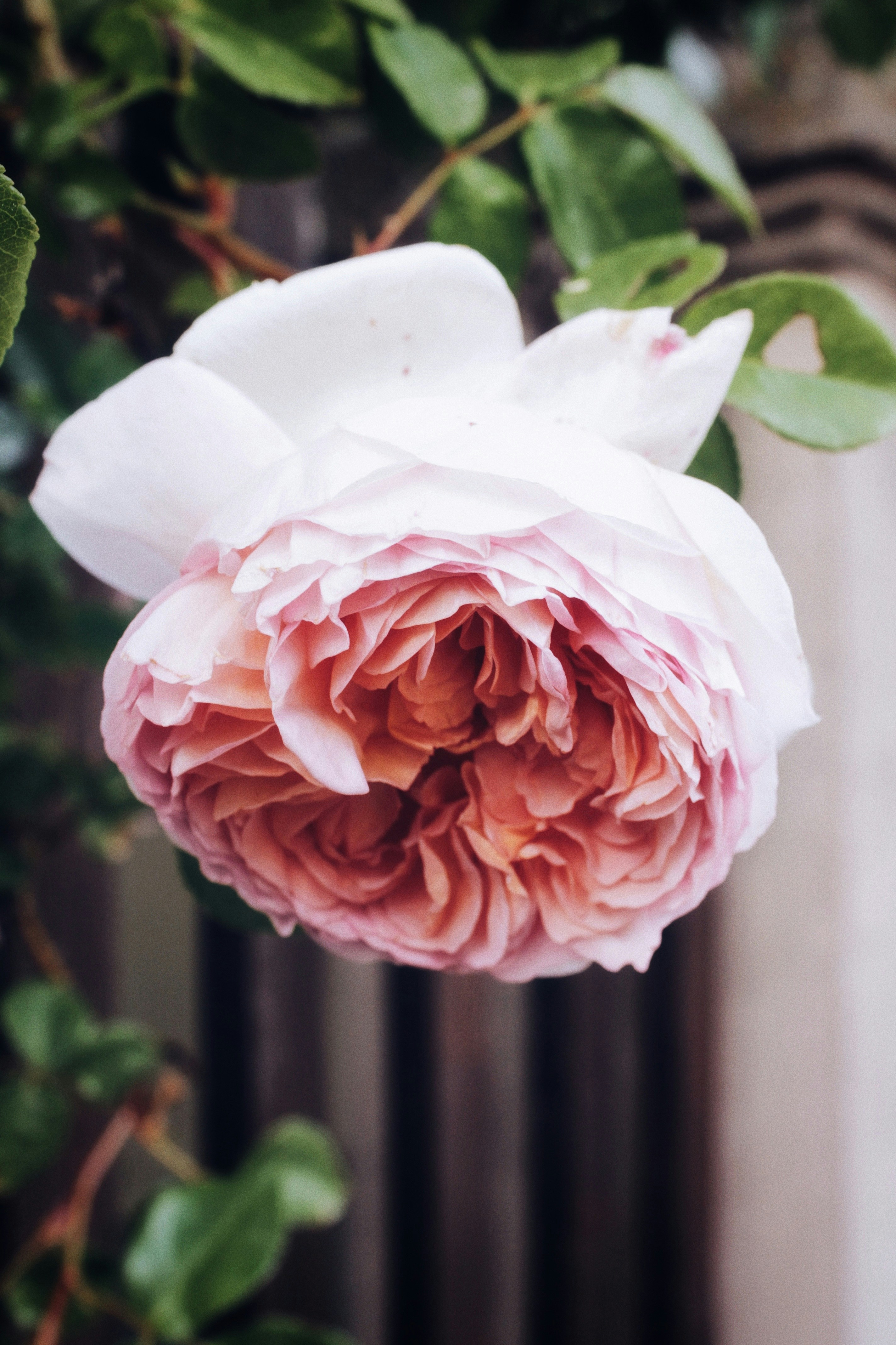 Photo by anna_meshkov