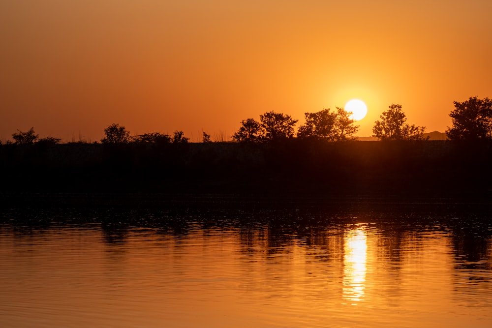 silhouette of trees during sunset