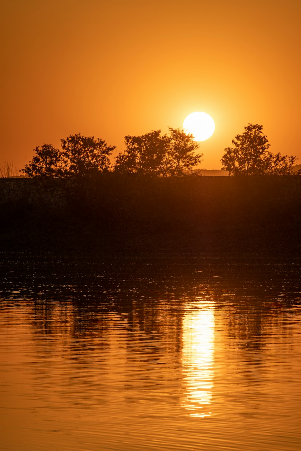 silhouette of trees near body of water during sunset