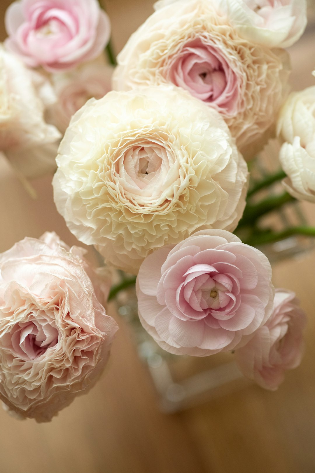 white and pink roses in close up photography