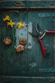 A wooden surface with a rustic appearance, featuring a pair of red-handled garden shears, several yellow daffodil flowers, and brown flower bulbs. The background wood has a weathered, green texture with peeling paint.