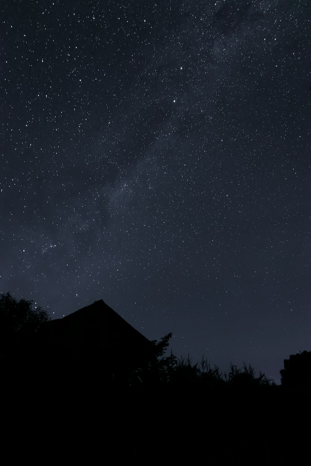 silhouette d’arbres sous la nuit étoilée