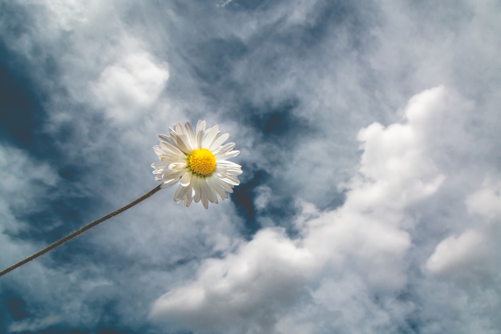 white daisy under white clouds