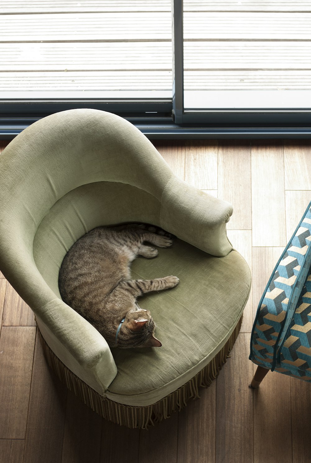 brown tabby cat lying on brown and blue pet bed
