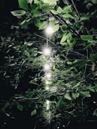A series of glowing lights suspended among dense, lush green foliage create a captivating visual contrast. The leaves are illuminated by the bright bulbs in the dark setting, adding a serene and enchanting atmosphere.