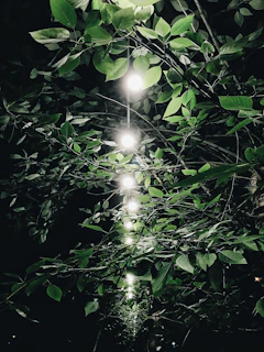 Outdoor garden lights twinkling gently among lush greenery at dusk