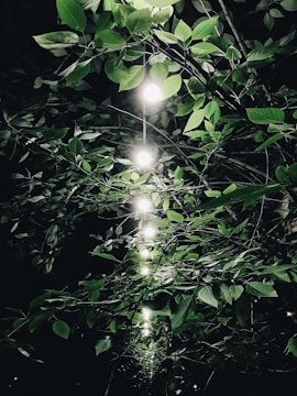 A series of glowing lights suspended among dense, lush green foliage create a captivating visual contrast. The leaves are illuminated by the bright bulbs in the dark setting, adding a serene and enchanting atmosphere.