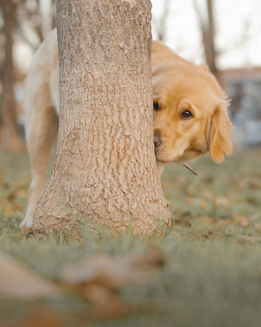 filhote de cachorro golden retriever ao lado do tronco marrom da árvore durante o dia