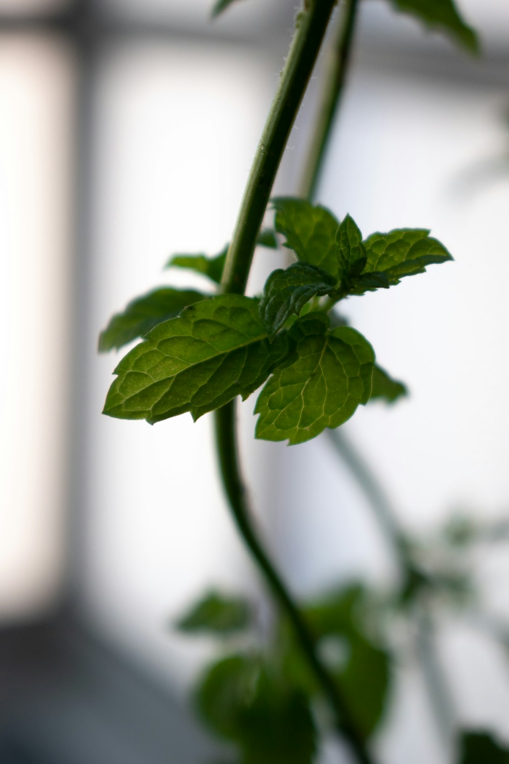 green leaf plant in close up photography