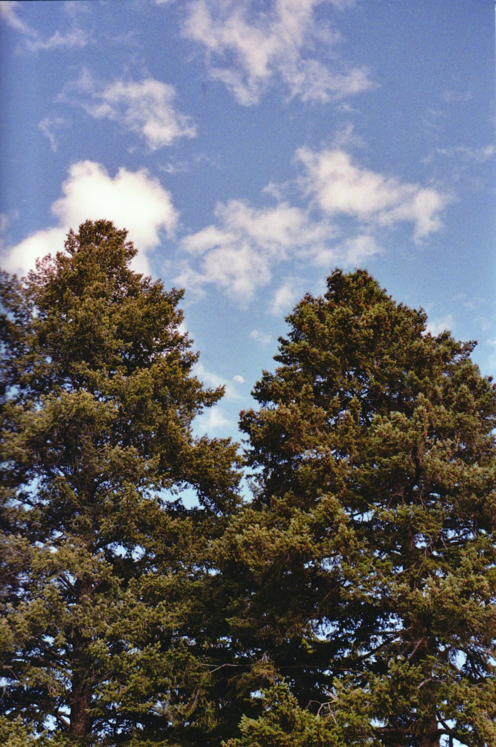 albero verde sotto il cielo blu durante il giorno