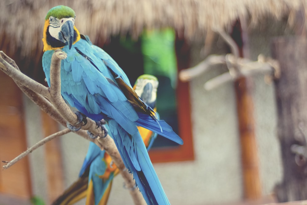 blue and yellow macaw on brown tree branch during daytime