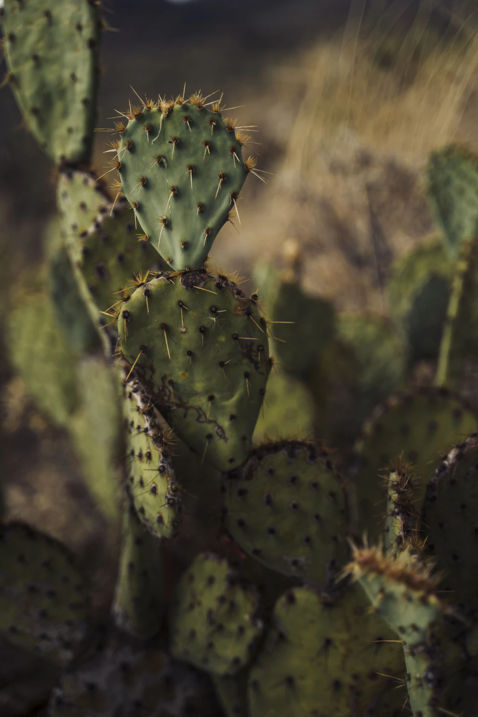 The image shows a close-up view of a cactus plant with numerous spines and small green leaves. The cactus is situated on a bed of dry grass, creating a contrast between the vibrant green color of the plant and its surroundings. The perspective of the photo is taken from below, looking up at the cactus, which emphasizes its height and prominence in the scene.