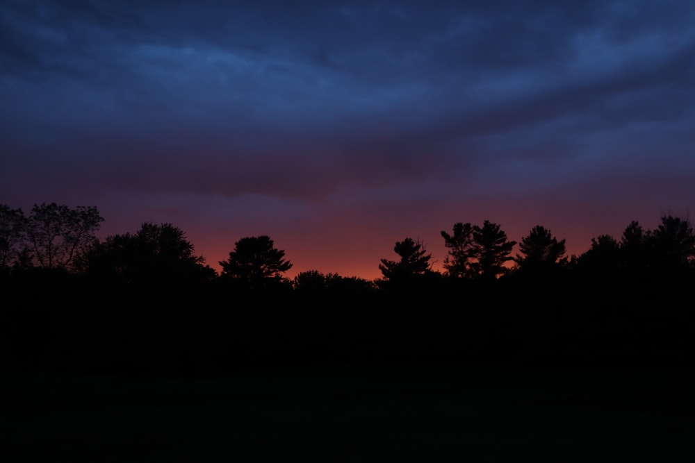 silhouette of trees during sunset