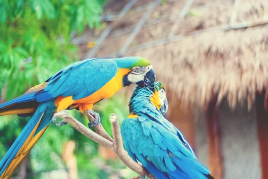 blue yellow and green parrot on brown tree branch in Hua Hin Thailand