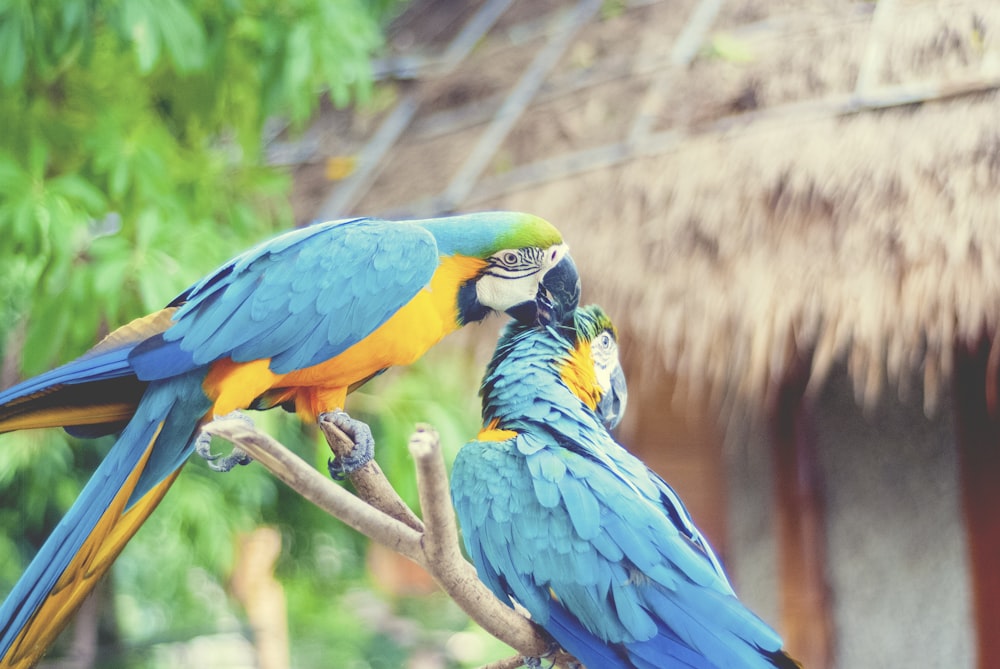 blue yellow and green parrot on brown tree branch