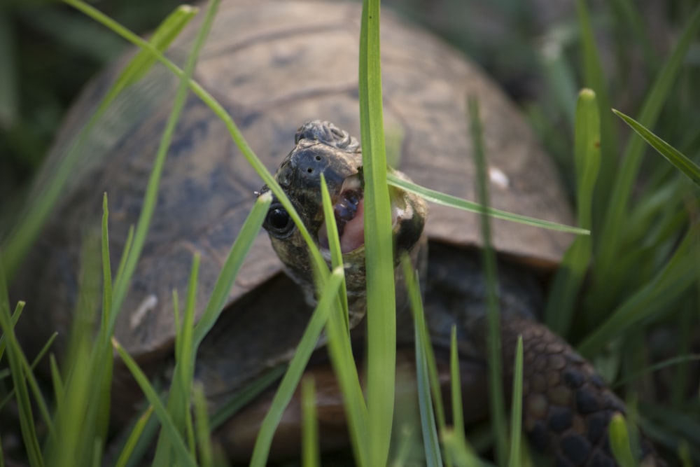 brown and black turtle on green grass during daytime