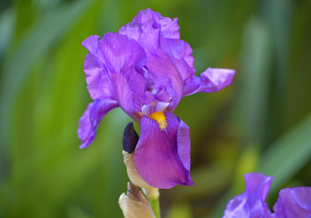 purple flower in tilt shift lens