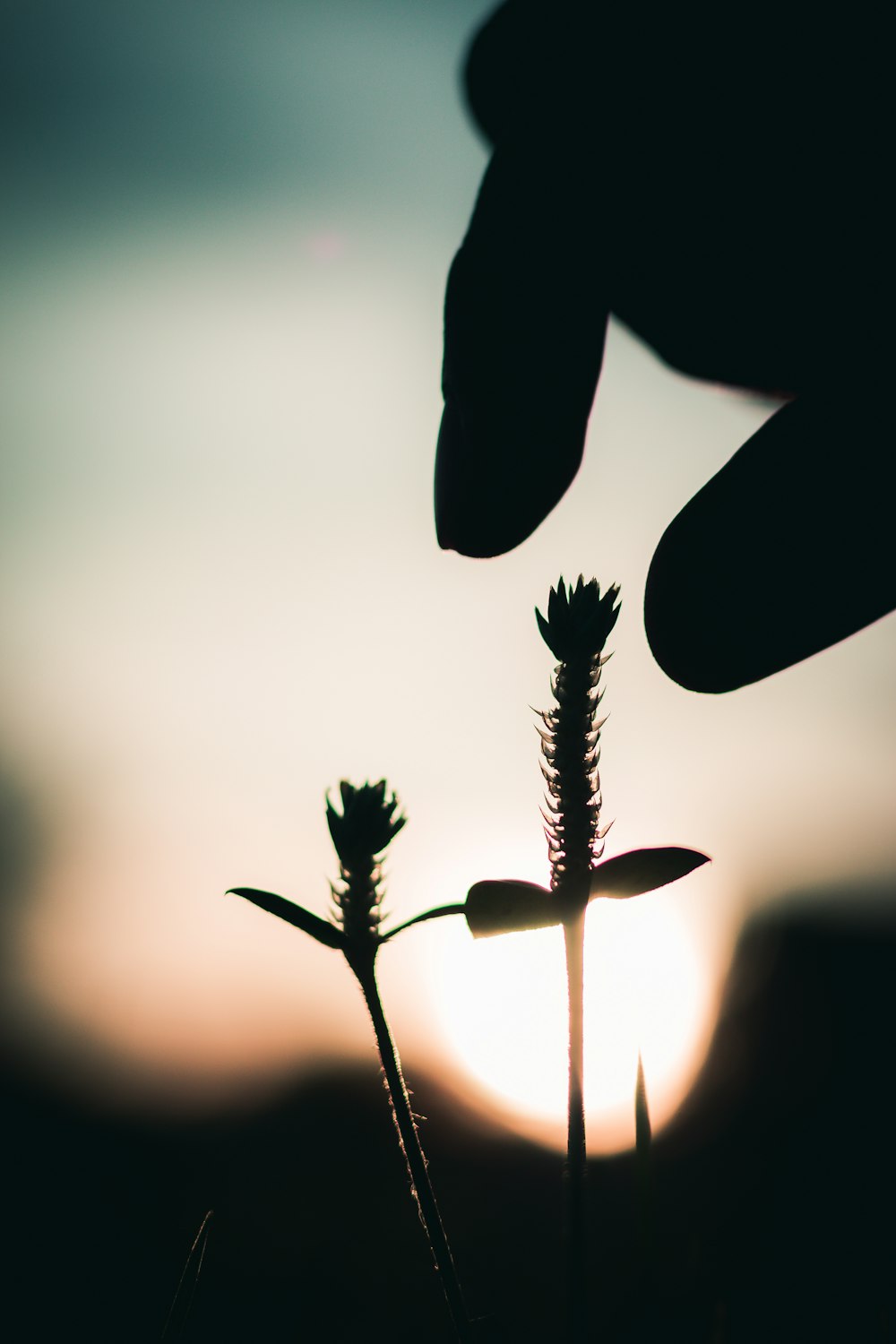 silhouette of plant during daytime