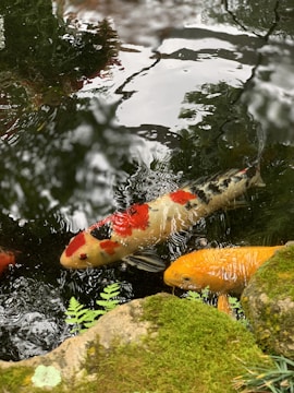orange and white koi fish
