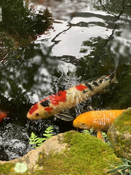 orange and white koi fish