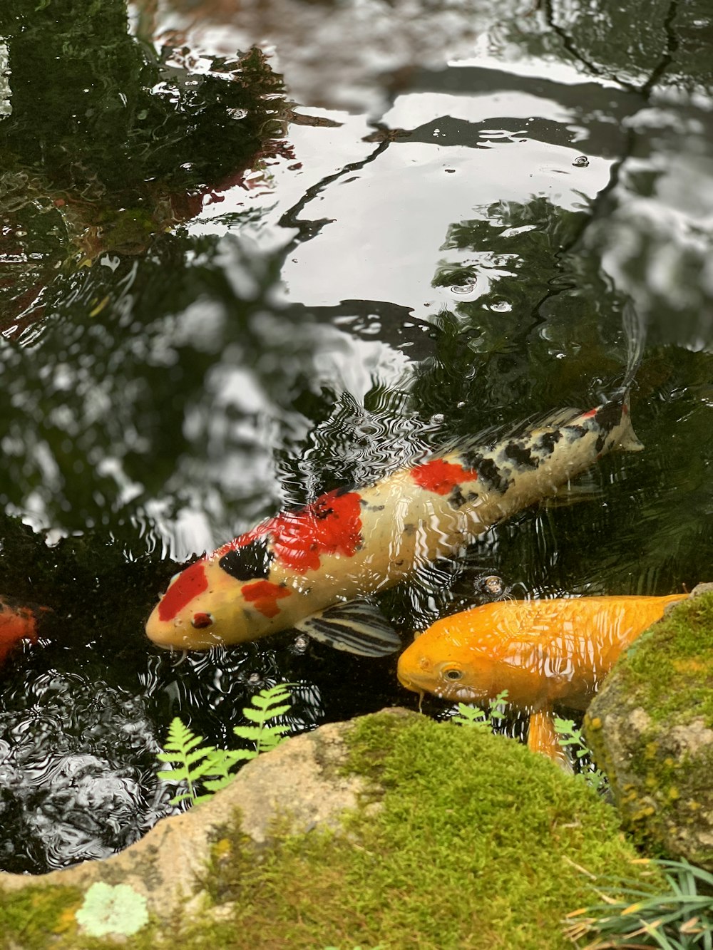 orange and white koi fish