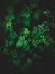 green leaves plant in close up photography