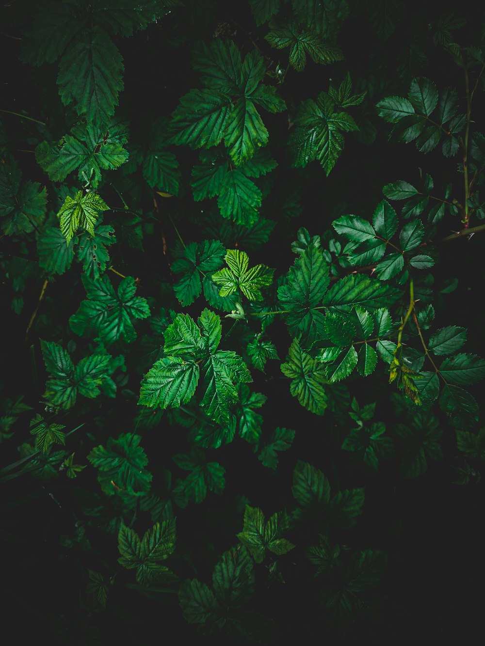 green leaves plant in close up photography