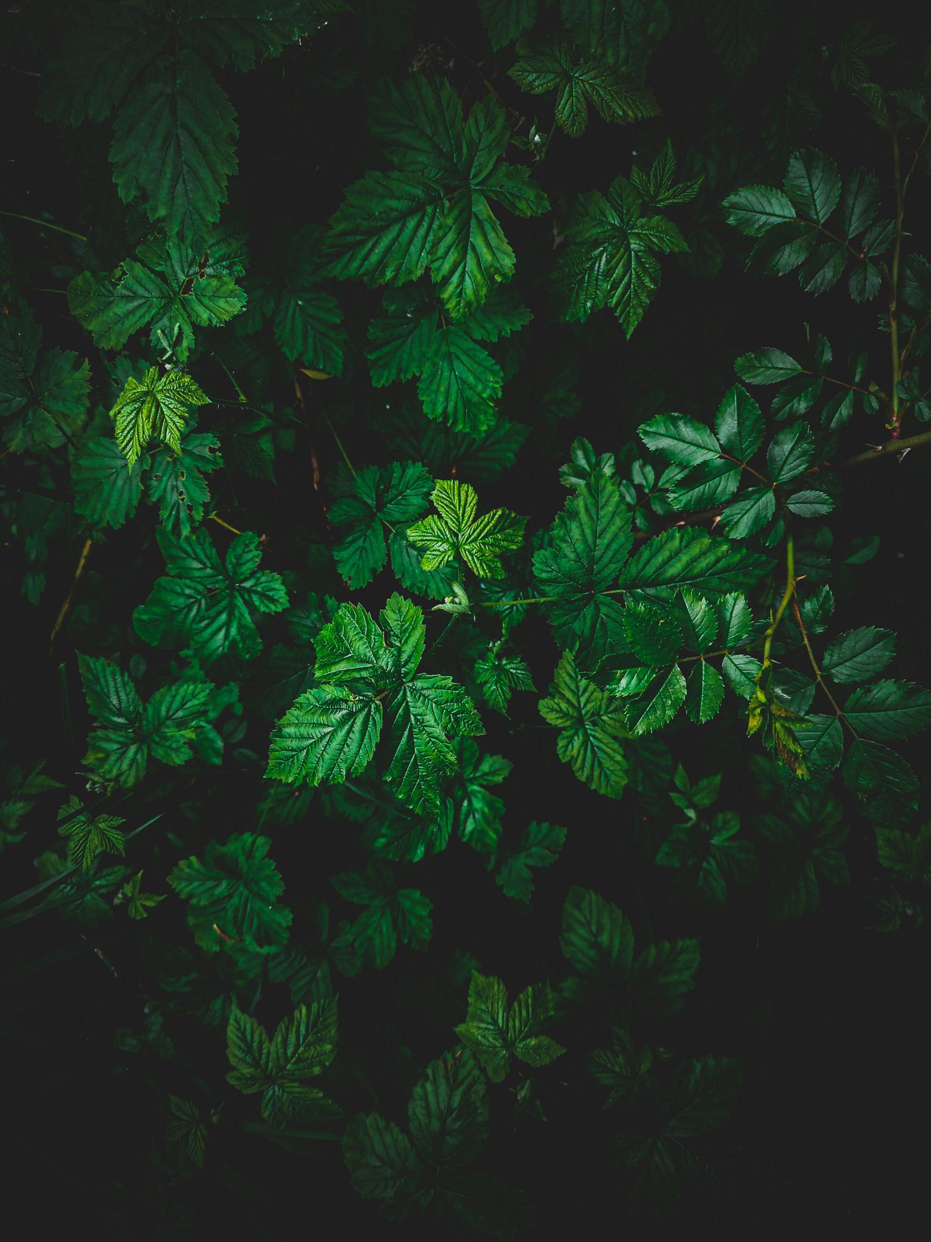 green leaves plant in close up photography