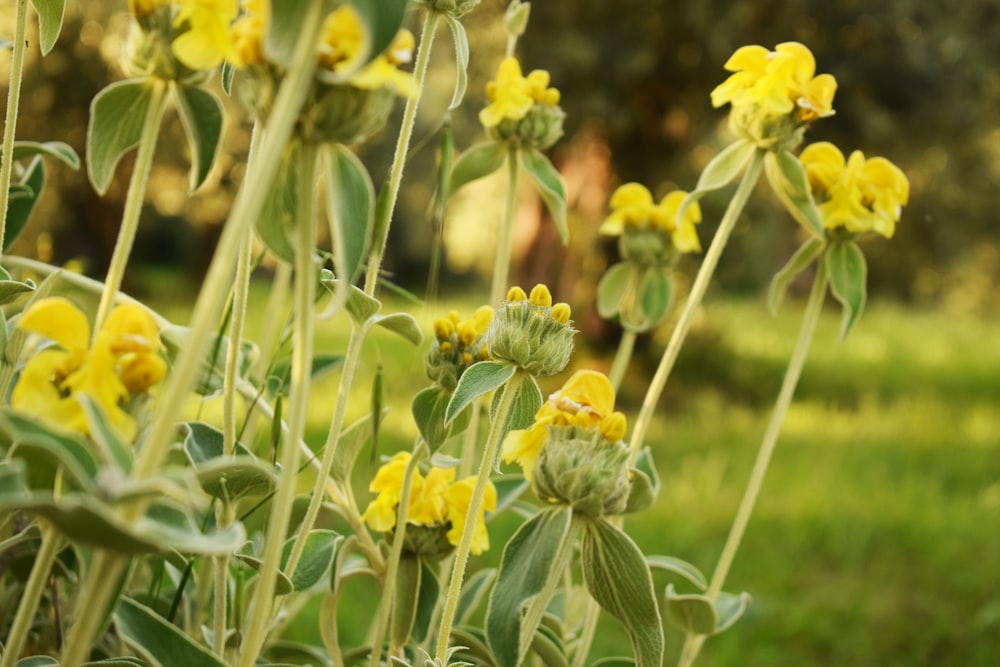 fleur jaune dans une lentille à bascule et décentrement