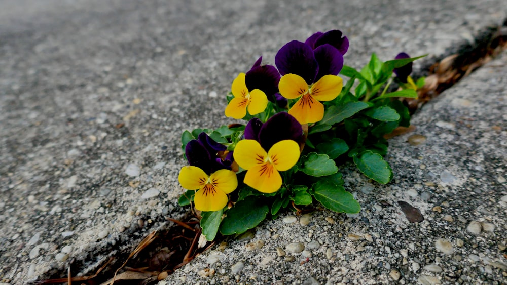 purple flower on brown soil