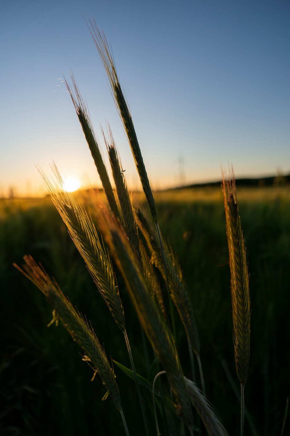 Campo de trigo verde durante la puesta de sol