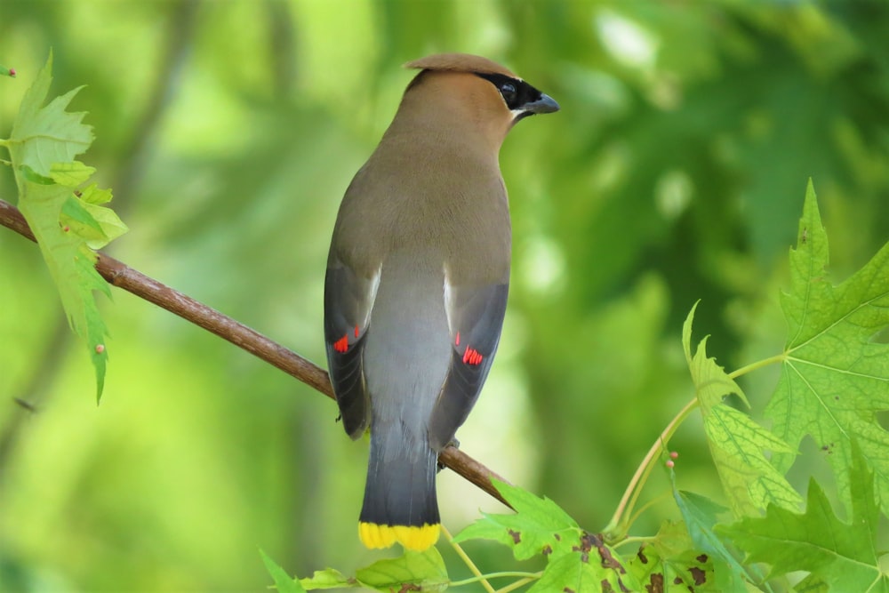 brown and gray bird on brown tree branch