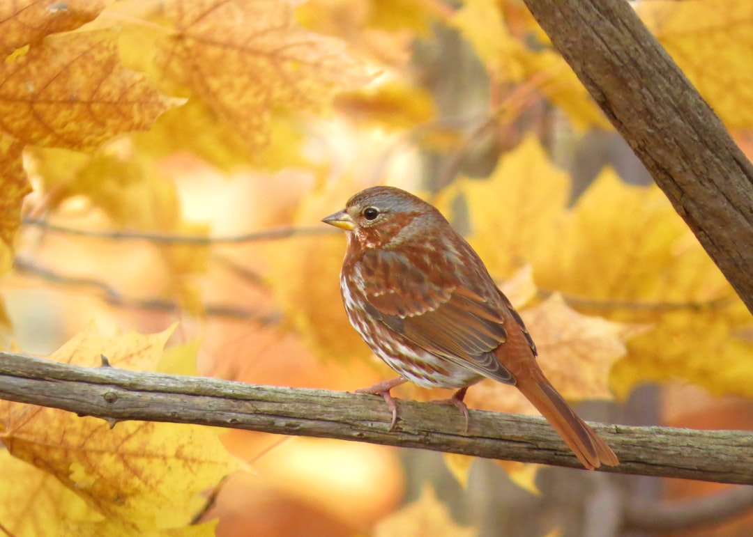 Wildlife photo spot Oakville Toronto Islands