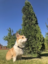 A happy Pembroke Welsh Corgi puppy sitting in a sunny Norwalk backyard, looking up with bright eyes.