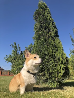 A happy Pembroke Welsh Corgi puppy sitting in a sunny Norwalk backyard, looking up with bright eyes.