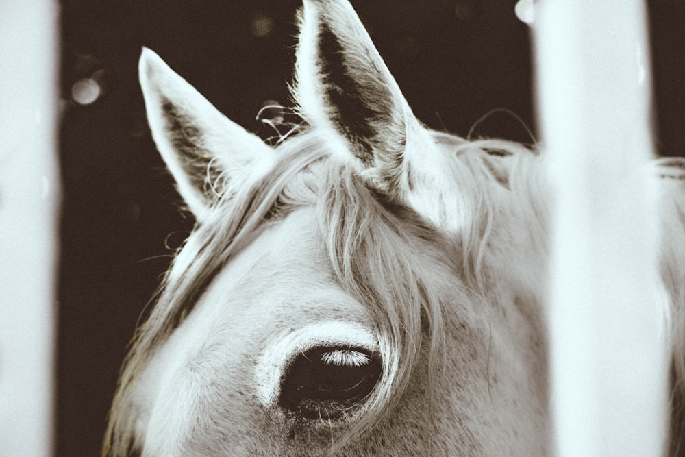 grayscale photo of horse head