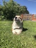 A fenced backyard with a dog resting on the grass.