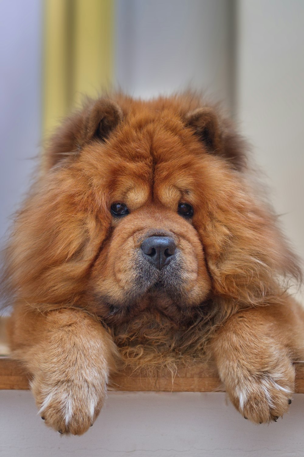 cane a pelo lungo marrone su pavimento in legno marrone