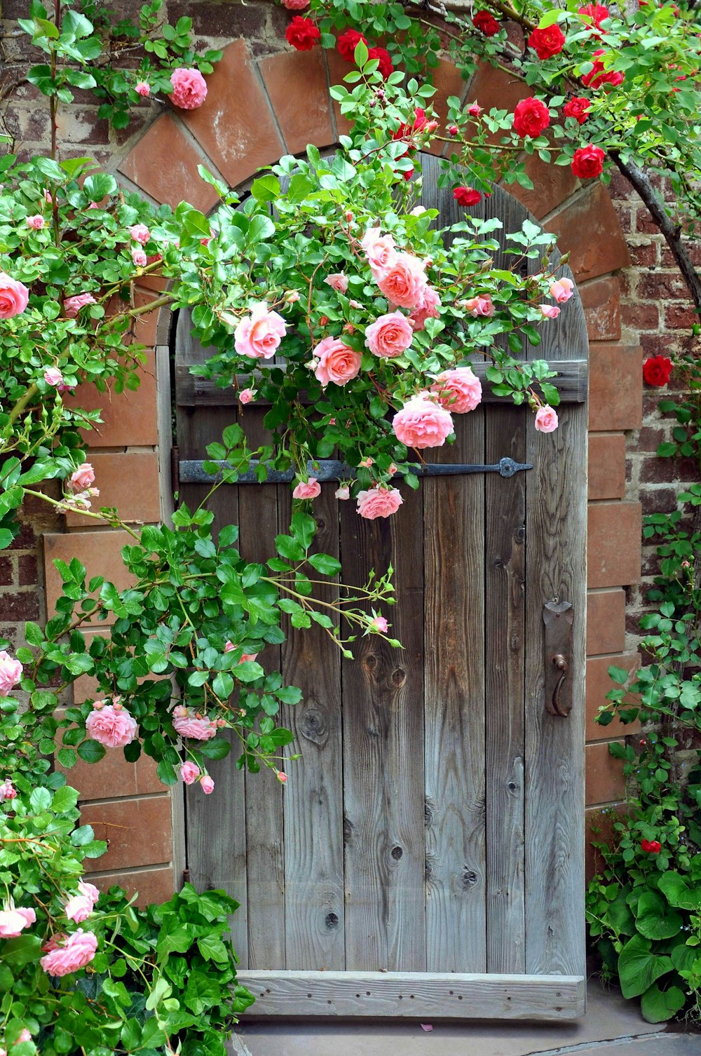 pink flowers on brown wooden fence
