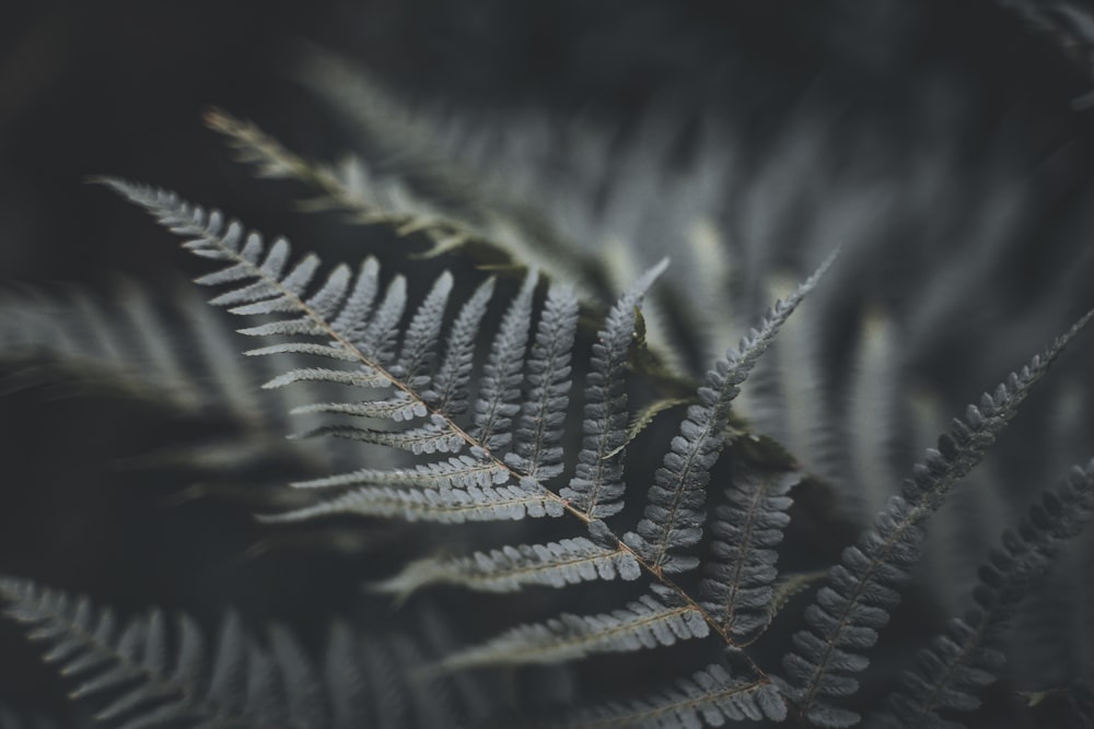 green fern plant in close up photography